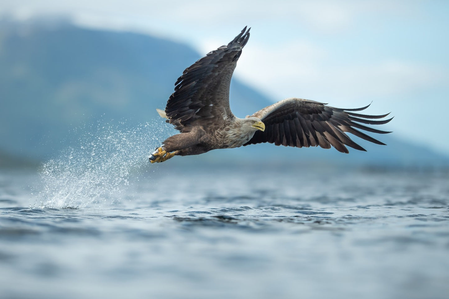 Løftet fra havet