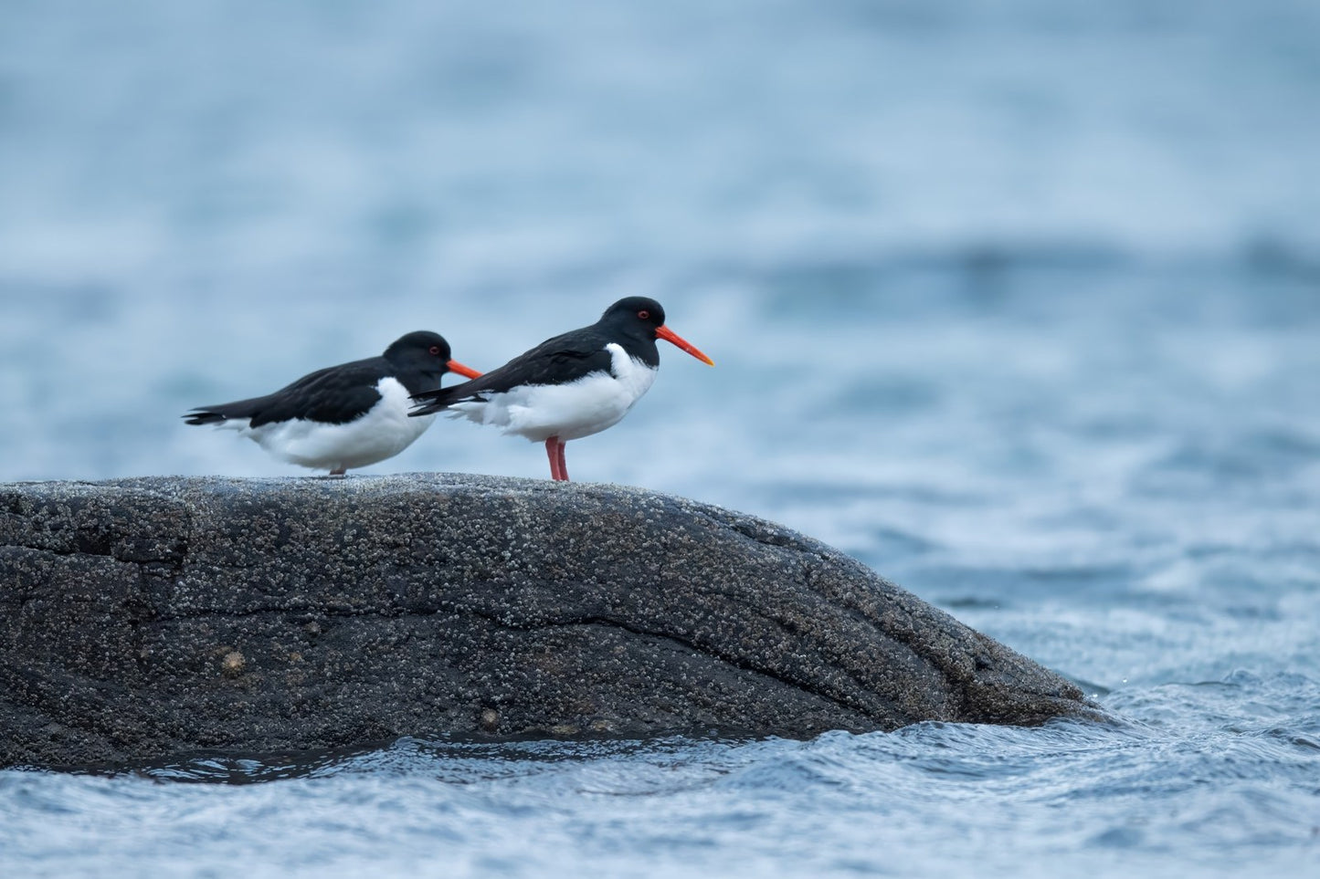 Strandvoktere