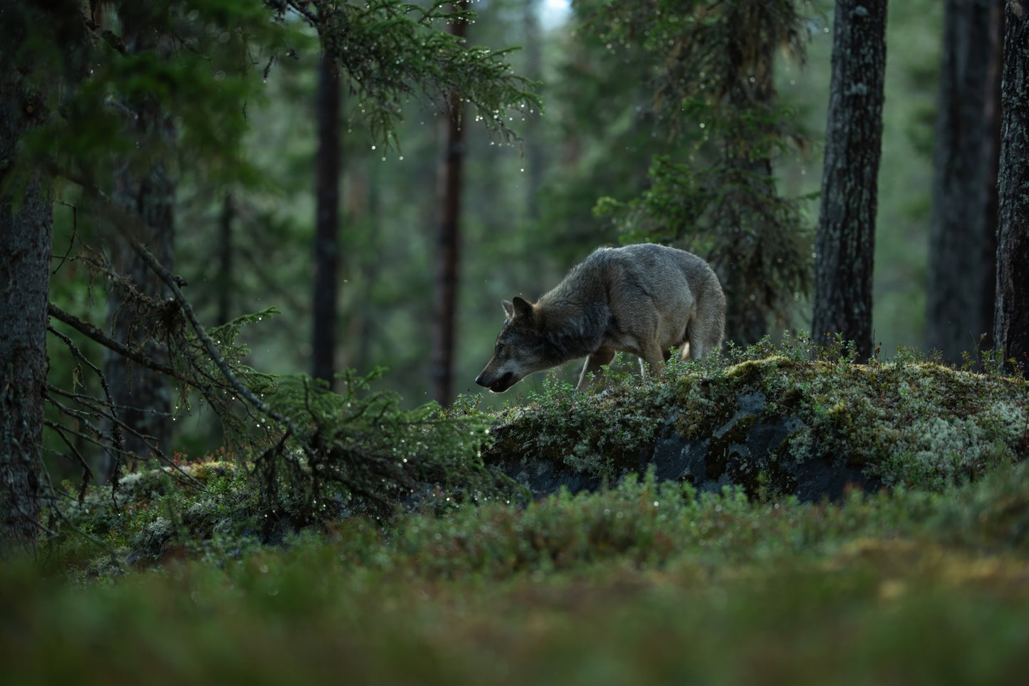 Etter regnet