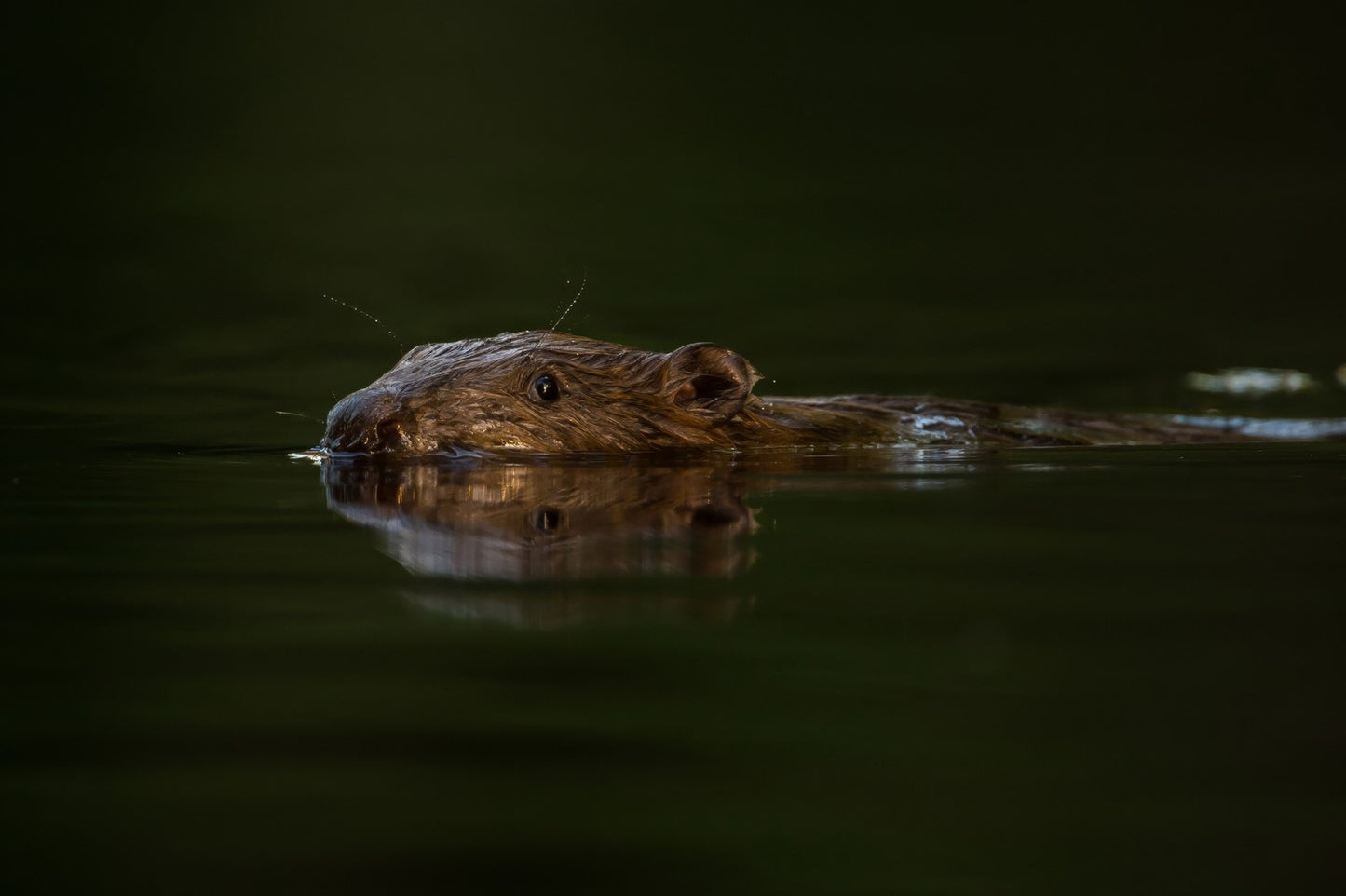 Bever i vannet