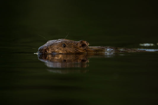 Bever i vannet