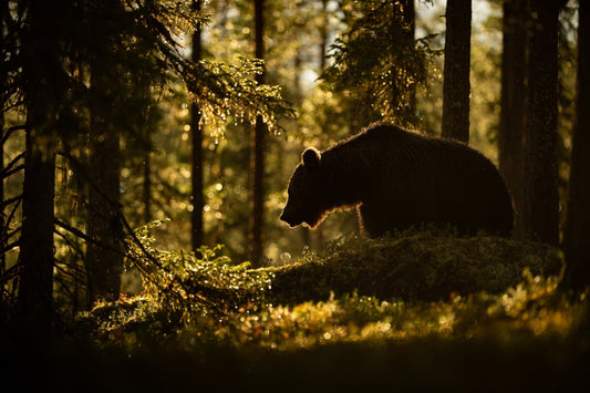 Morgenlys i skogen