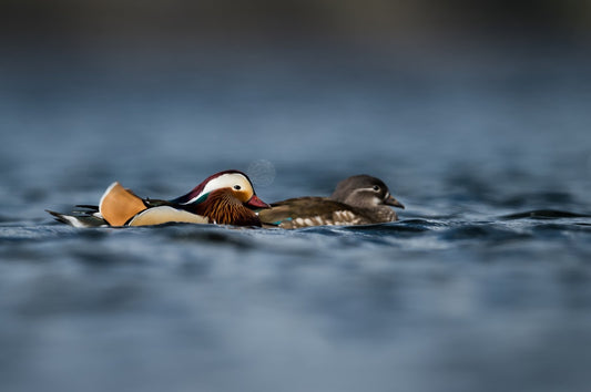 Flytende eleganse