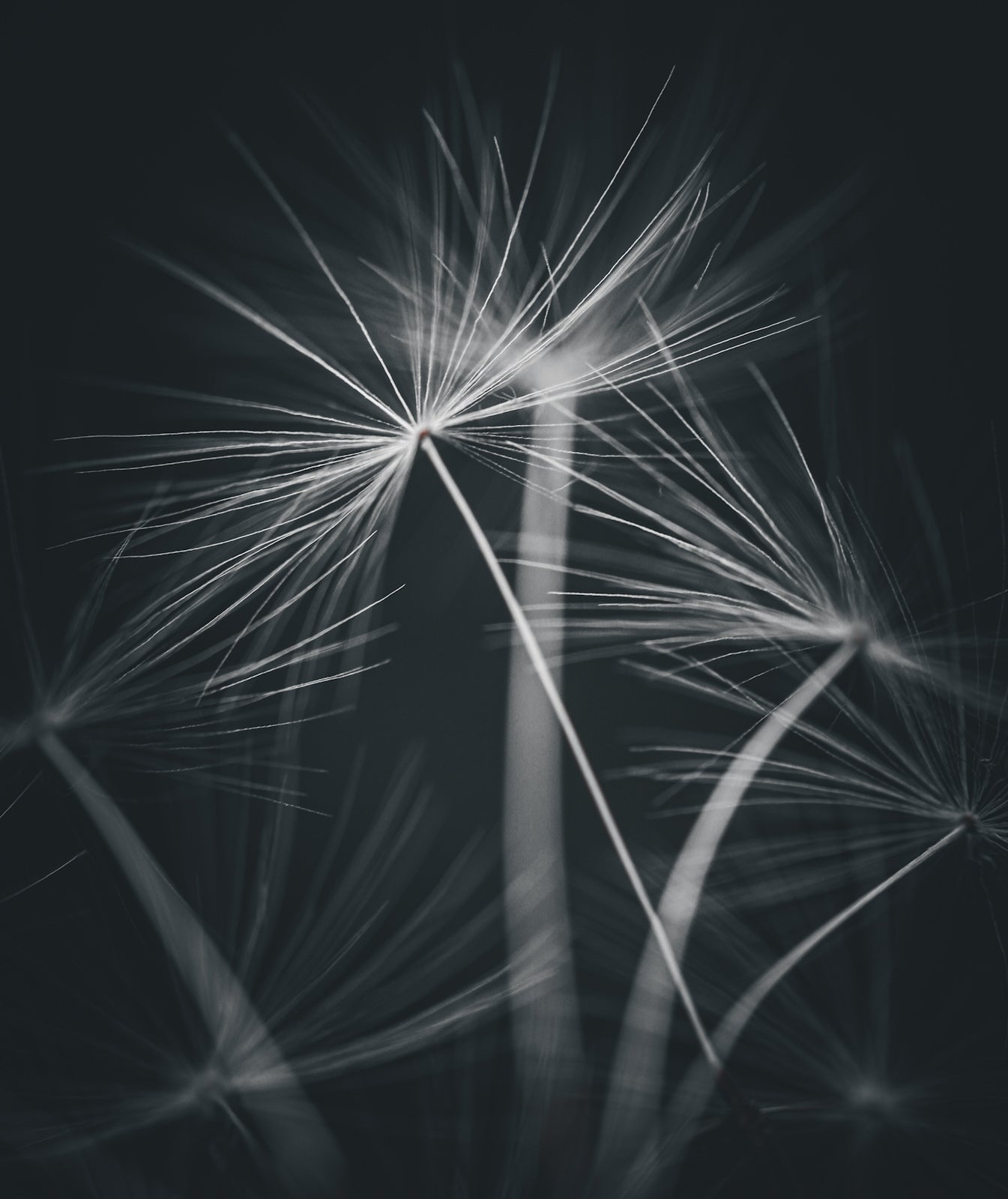 Stille flukt