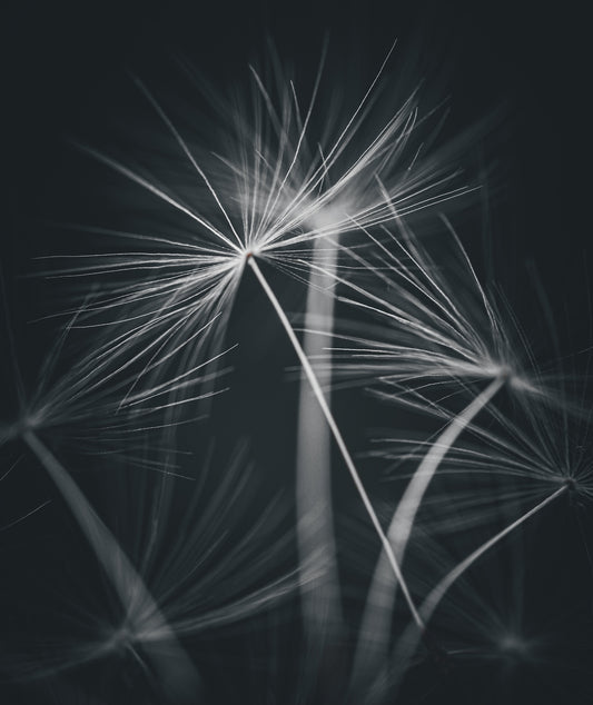 Stille flukt